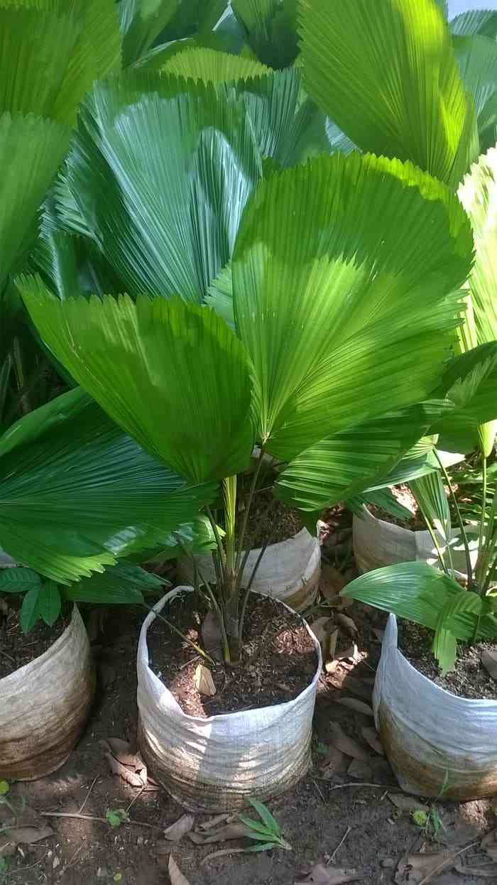 Jual palem kol 082125291908
