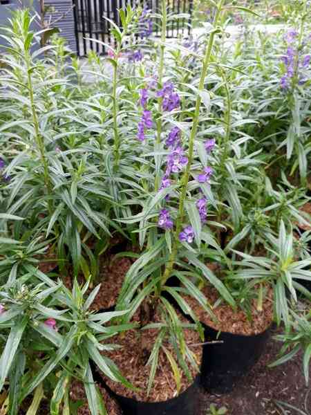 Jual tanaman lavender 082125291908