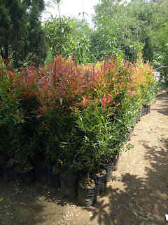 Jual pohon pucuk merah dll 082125291908