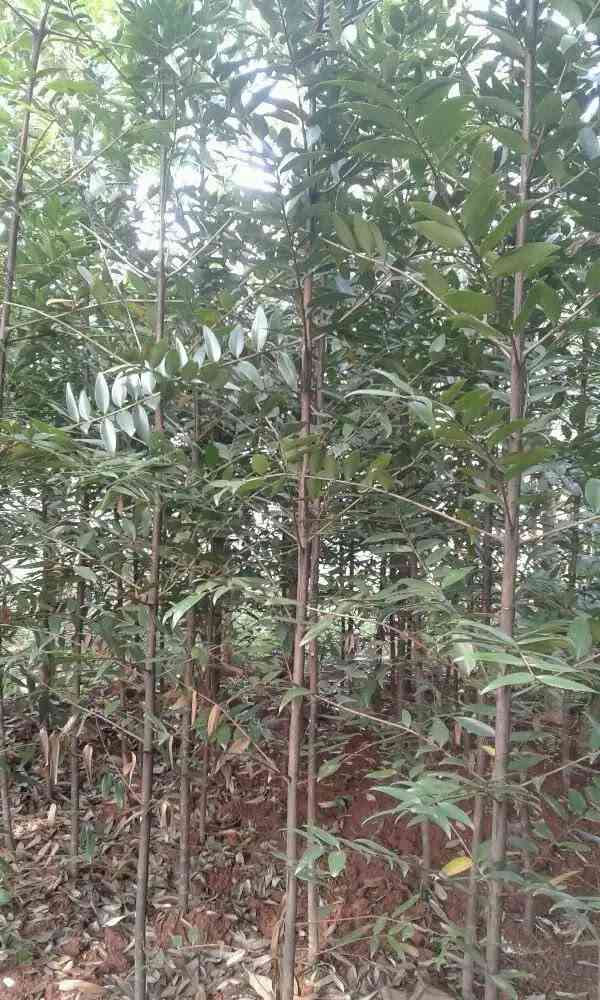 Jual pohon damar 082125291908