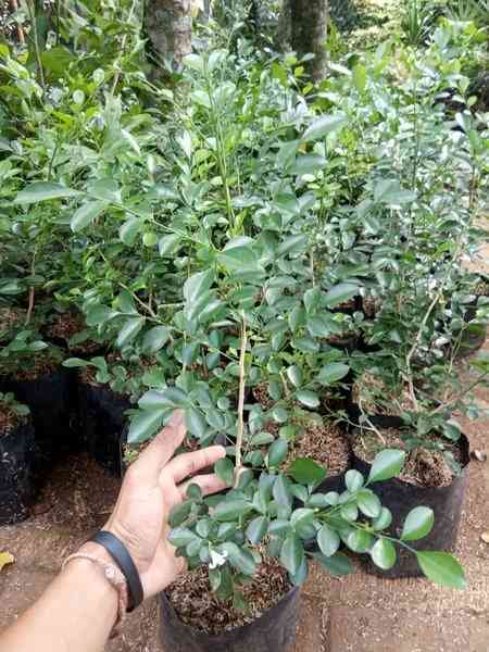 Jual pohon kemuning 082125291908