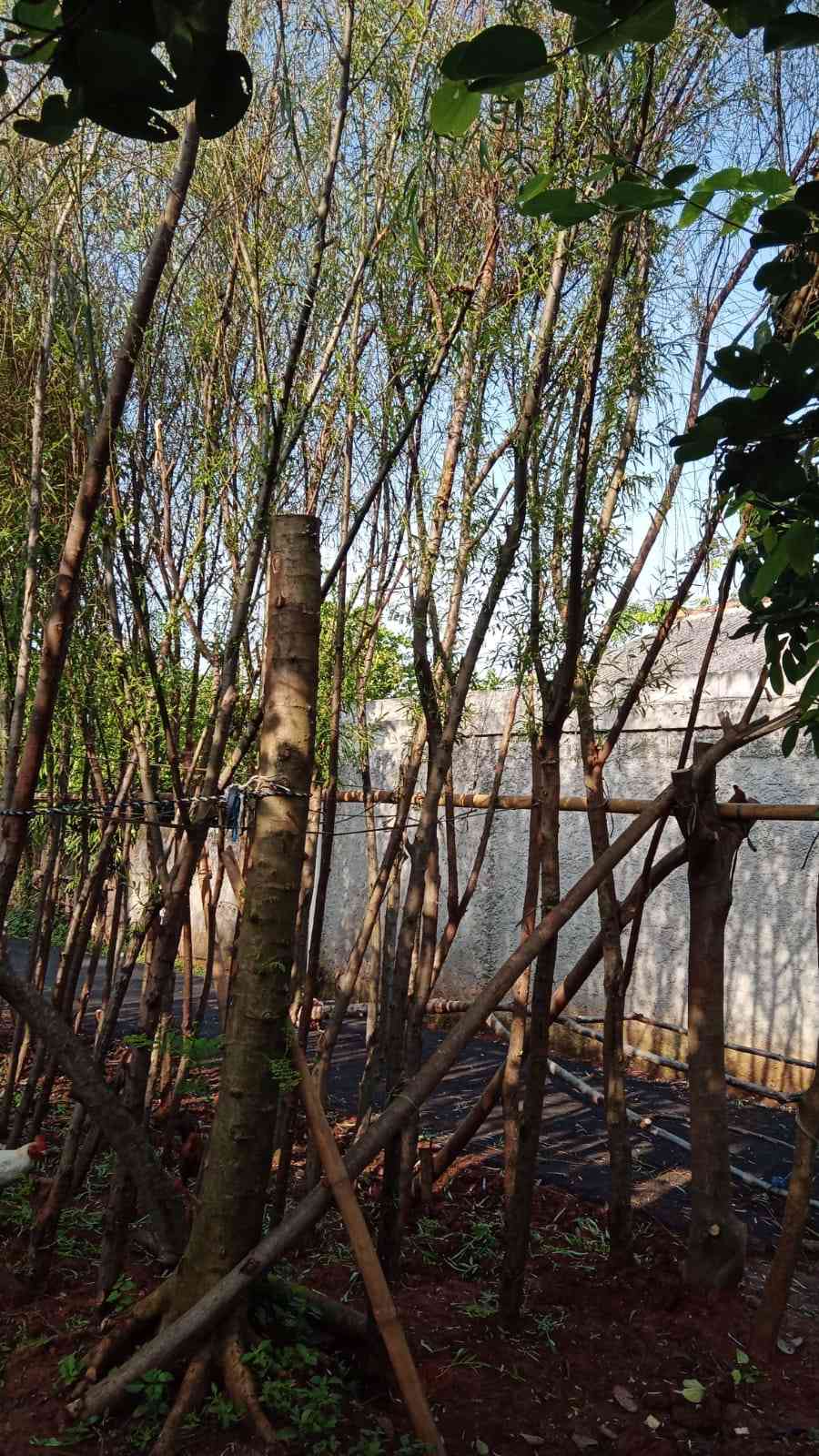 Jual pohon liang liu 082125291908