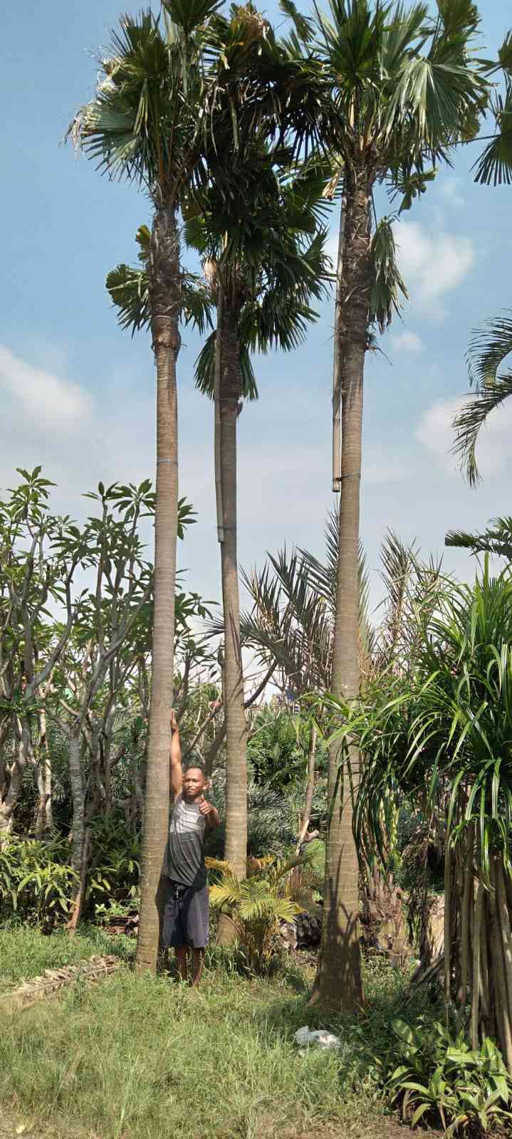 Jual palem sadeng 082125291908