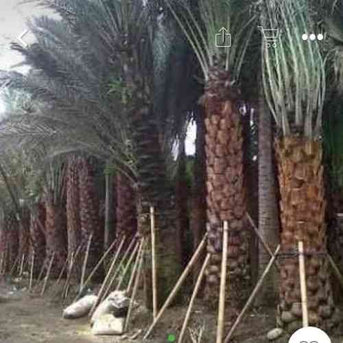 Jual pohon kurma 082125291908