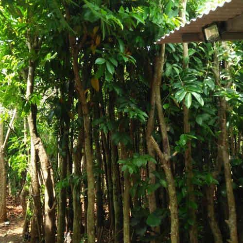 Jual pohon mahoni082125291908