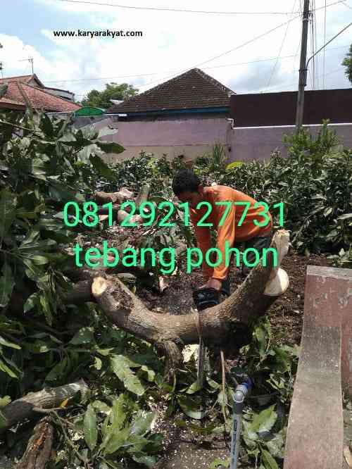 Jasa potong pohon dll 081292127731