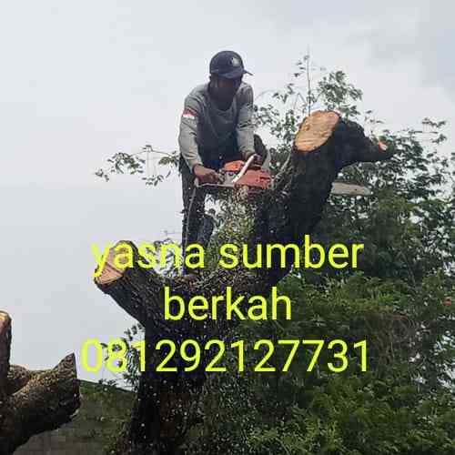 Jasa pangkas pohon depok 081292127731