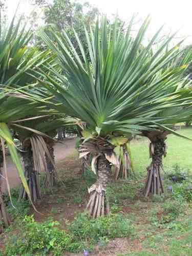 Jual pandan spiral 082125291908