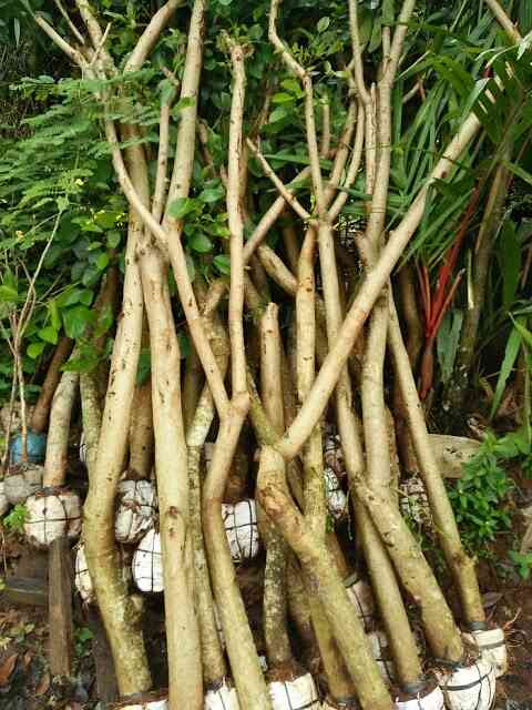 Jual pohon angsana 082125291908