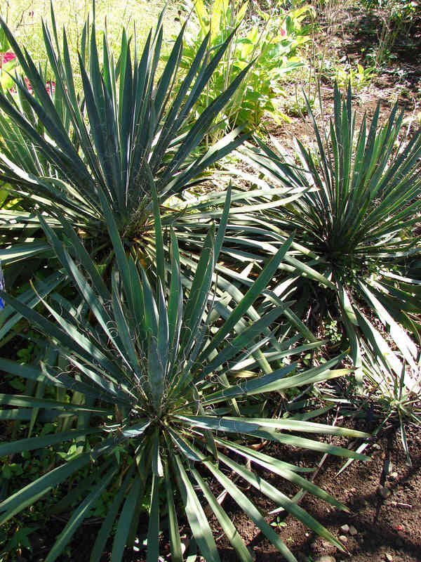 Jual tanaman yucca.dll 082125291908