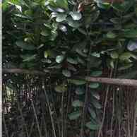 Jual pohon nyamplung 082125291908