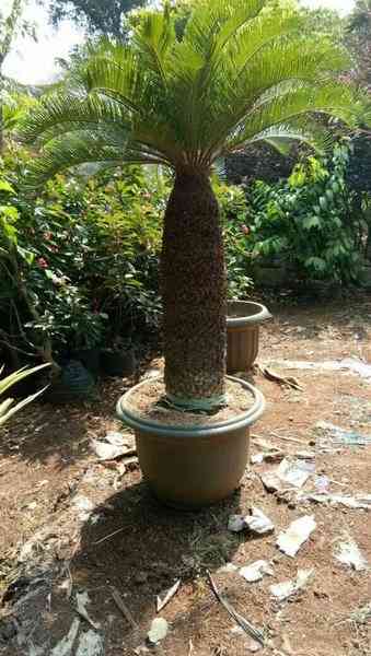 Jual pohon sikas 082125291908
