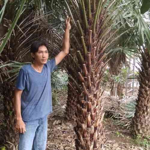 Jual palem morelli 082125291908