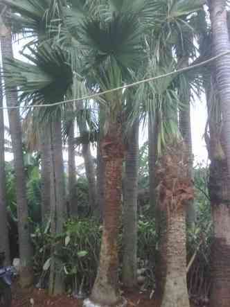 Jual palem sinensis 082125291908