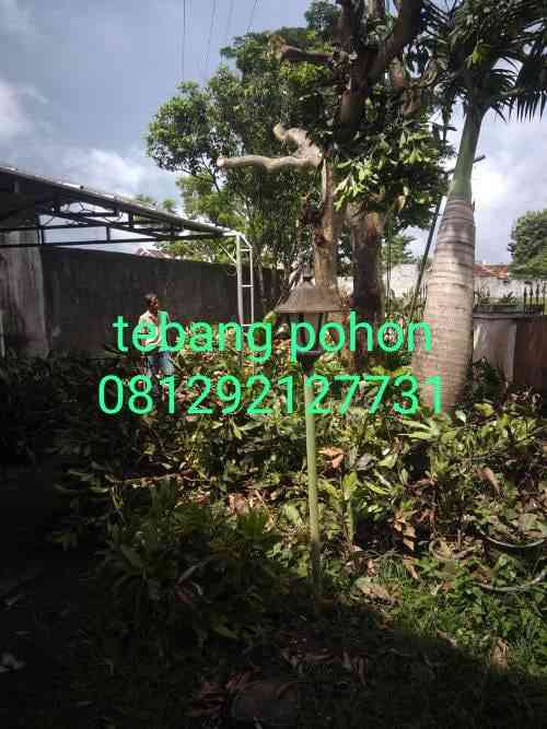 Jasa pangkas pohon jakarta utara 081292127731