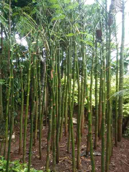 Jual pohon solobium 082125291908