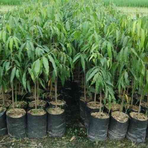 Jual bibit glodokan tiang 082125291908
