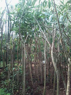 Jual pohon tabebuya kuning 082125291908