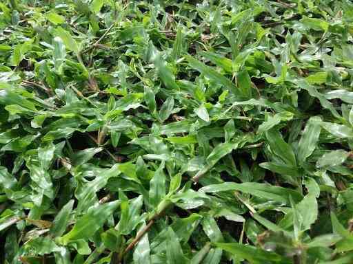 Jual rumput gajah biasa.rumput gajah liar 082125291908
