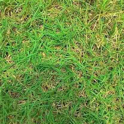 Jual rumput embun 082125291908