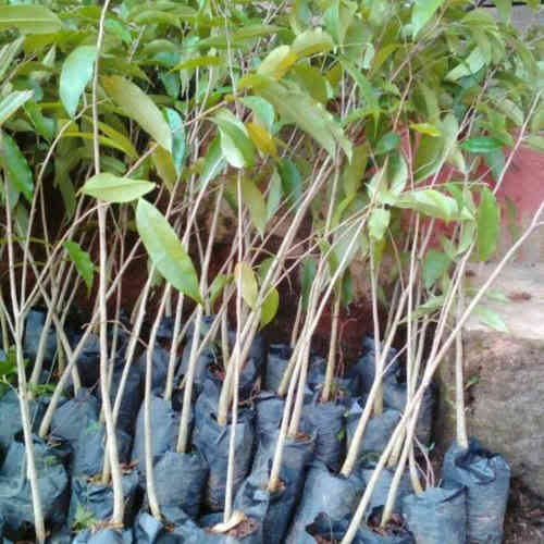 Jual bibit tanjung 082125291908