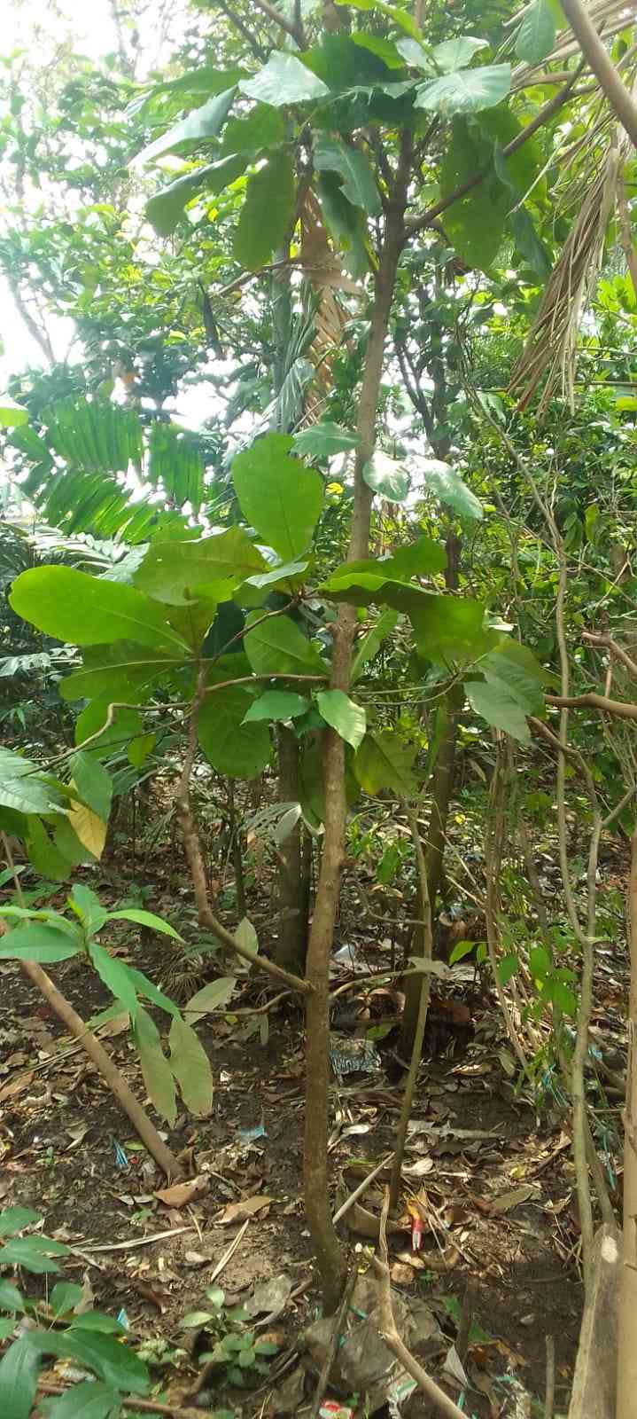 Jual ketapang laut 082125291908