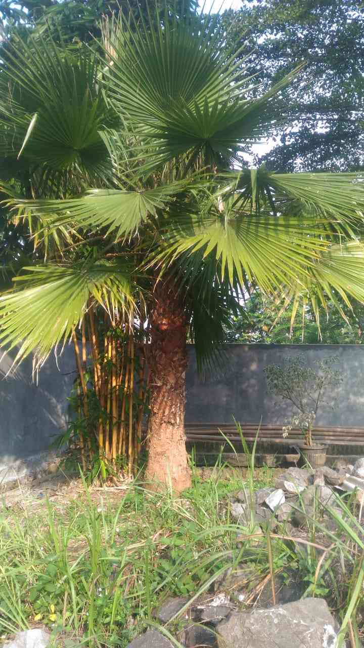 Jual palem washington 082125291908