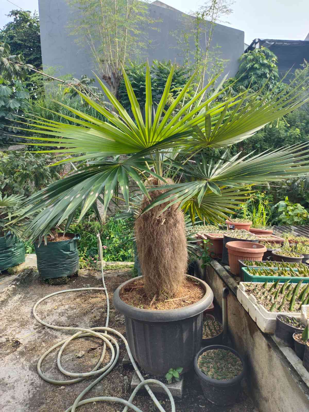 Jual palem jenggot 082125291908