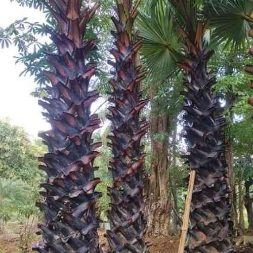 Jual pohon lontar 082125291908