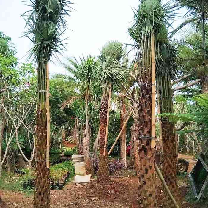 Jual palem moreli 082125291908