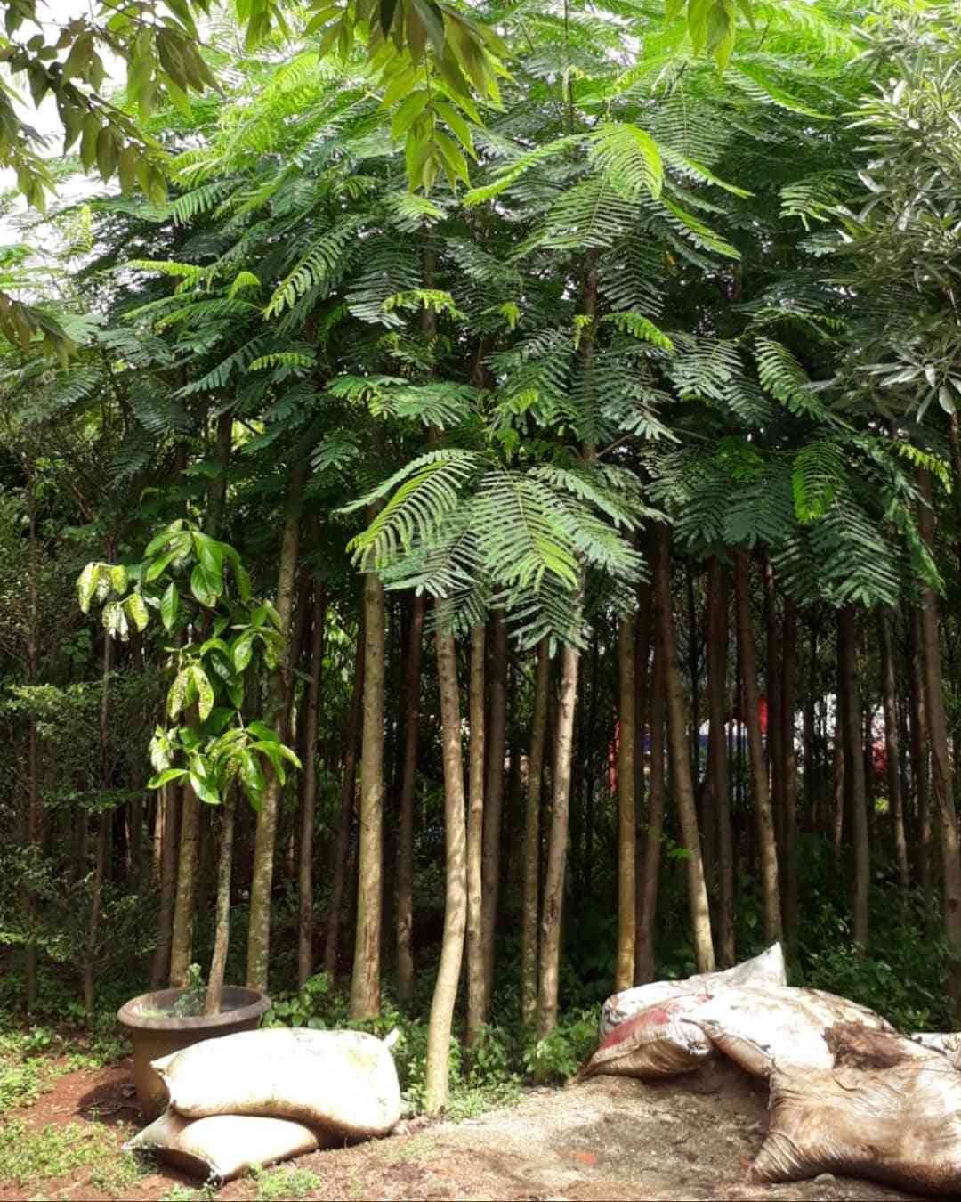 Jual pohon liang liu 082125291908