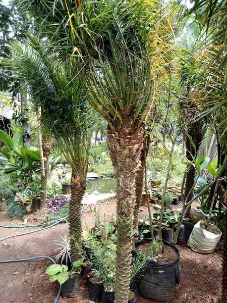 Jual pohon palem phoenix 082125291908