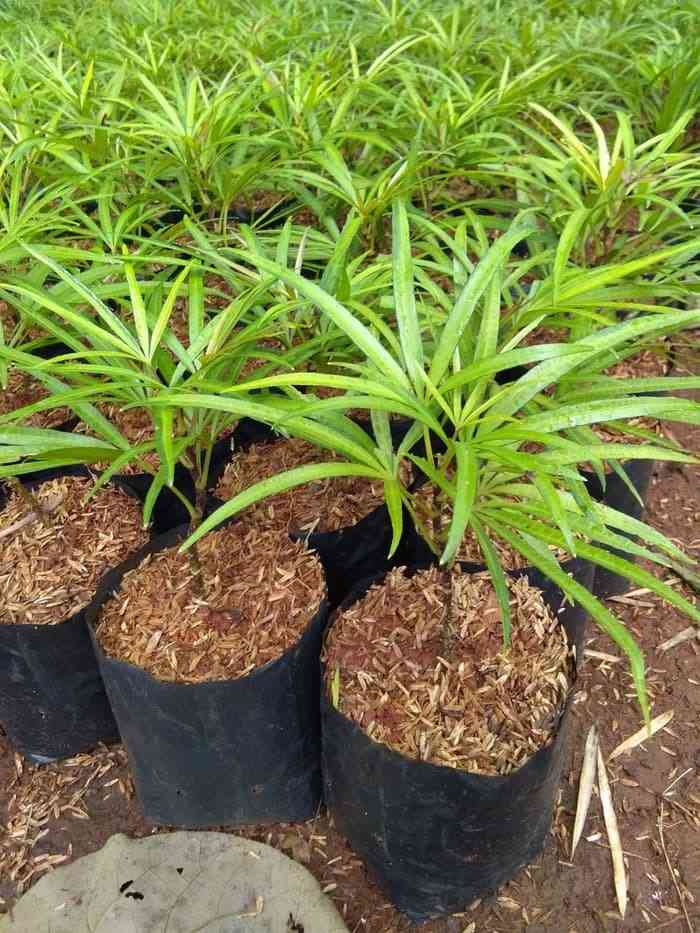 Jual palem kenari robusta 082125291908