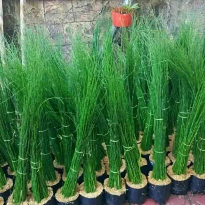 Jual bibit bambu air 082125291908