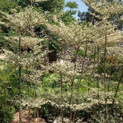 Jual ketapang kencana varigata 082125291908