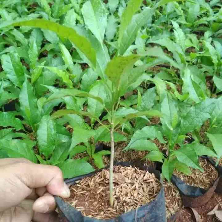 Jual bibit tabebuya pink 082125291908