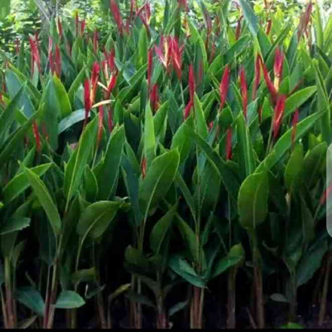 Jul tanaman pisang lady 082125291908