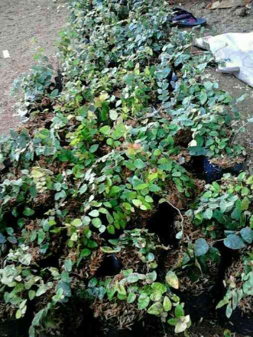 Jual tanaman dolar rambat 082125291908
