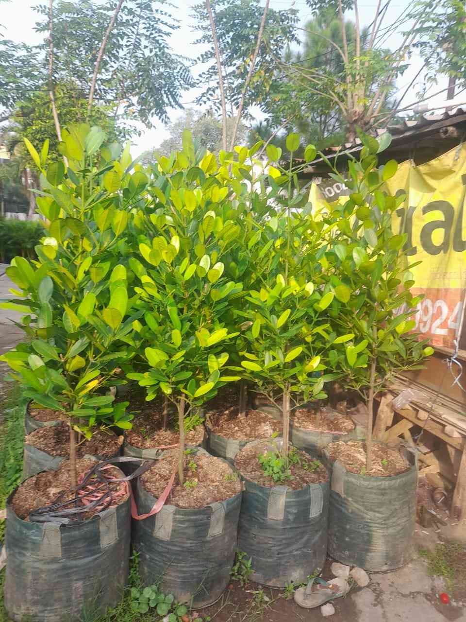 Jual pohon Gracini 082125291908