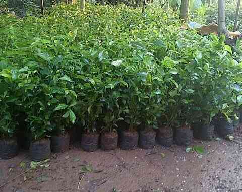 Jual pohon teh tehan 082125291908