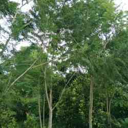 Jual pohon jacaranda 082125291908