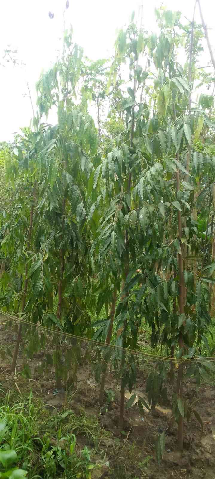 Jual glodokan tiang 3 meter 082125291908