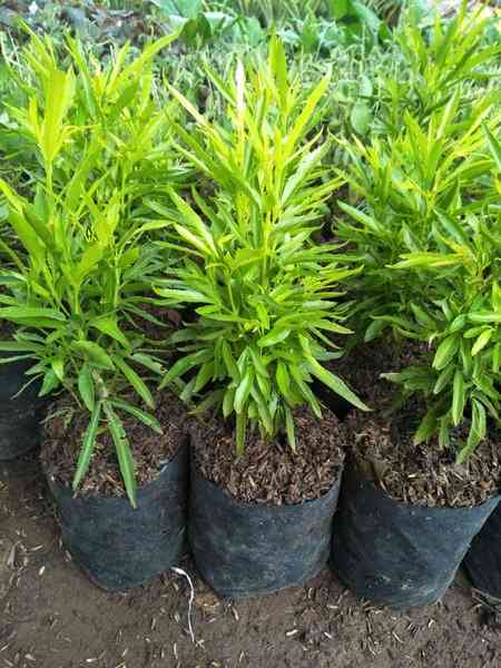 Jual tanaman zodia 082125291908