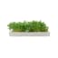 MicroGarden Microgreens Cress Seeded Grow Pads Refill, Pack of 5 detail of the grown plants