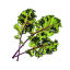 Detail image of Click & Grow Red Kale Seed Pod Refill for Smart Garden, Pack of 3