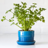 Le Creuset Herb Planter, 14cm - Deep Teal