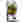 Linda's Seeds Mixed Variety Lettuce Seeds