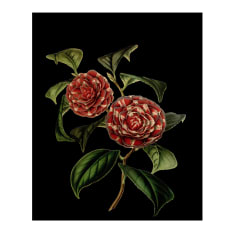 Hendrik Willem Red Magnolia Botanical A5 Gift Bags, Set of 3