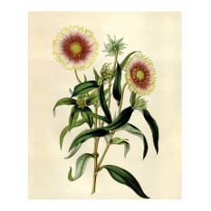 Hendrik Willem Yellow Dahlia Botanical A4 Gift Bags, Set of 3