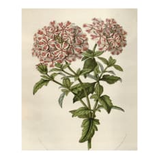 Hendrik Willem Botanical A3 Gift Bags, Set of 3